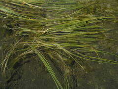 Sparganium gramineum
