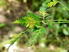 Chaerophyllum bulbosum