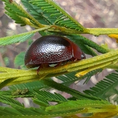 Dicranosterna
