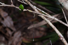 Episynlestes albicaudus