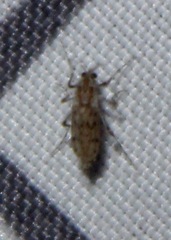 Chaoborus punctipennis