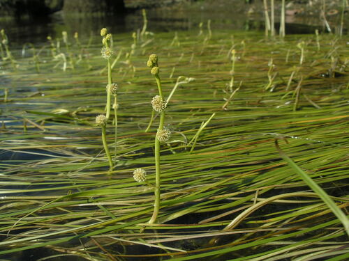 Sparganium gramineum iNat (2)