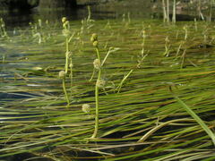 Sparganium gramineum