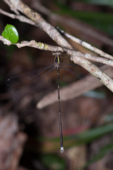 Episynlestes albicaudus
