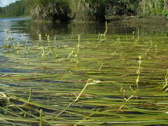 Sparganium gramineum