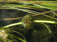 Sparganium gramineum