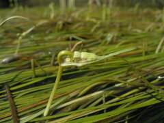 Sparganium gramineum