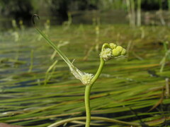 Sparganium gramineum