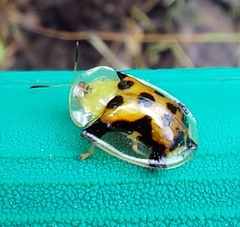 Aspidimorpha westwoodi