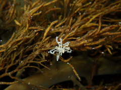 Pallenopsis macneilli