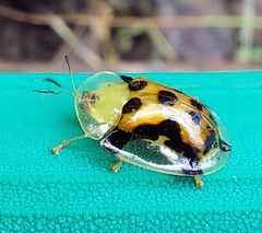 Aspidimorpha westwoodi