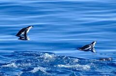 Pygoscelis antarcticus