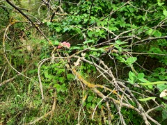 Lathyrus rotundifolius