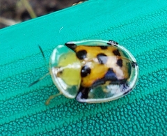 Aspidimorpha westwoodi