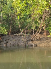 Crocodylus palustris