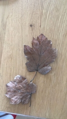 Torminalis glaberrima