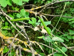 Lathyrus rotundifolius