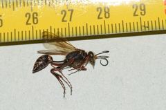 Sceliphron curvatum