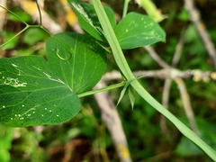Lathyrus rotundifolius