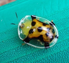 Aspidimorpha westwoodi