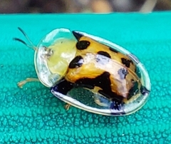 Aspidimorpha westwoodi