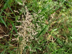 Poa trivialis