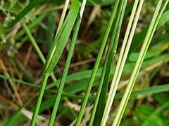 Poa trivialis