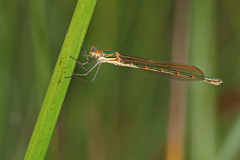 Austrolestes cingulatus