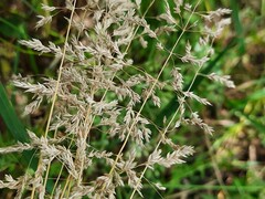 Poa trivialis