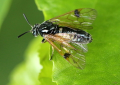 Arge ustulata