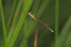 Austrolestes cingulatus