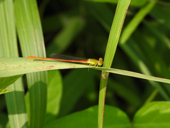 Ceriagrion auranticum