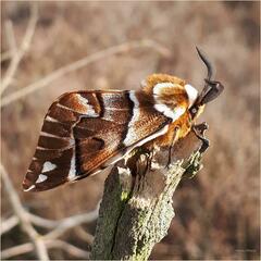 Endromis versicolora