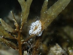 Mollusca