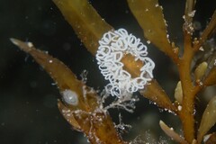 Mollusca
