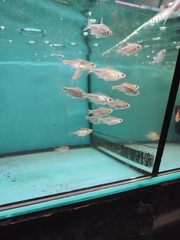 Alestopetersius caudalis