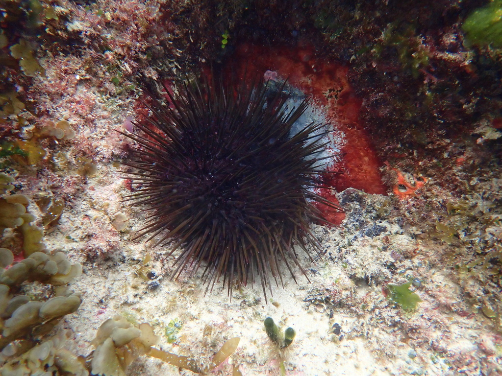 Western Pacific purple sea urchin from Emerald Beach NSW 2456 ...