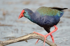 Porphyrio madagascariensis