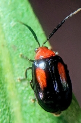 Arcastes biplagiata