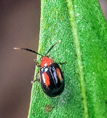 Arcastes biplagiata