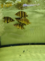 Datnioides undecimradiatus