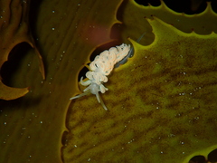 Phyllodesmium serratum