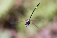 Parasynthemis regina
