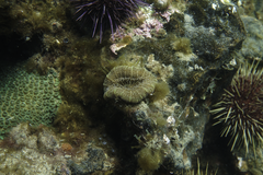 Homophyllia australis