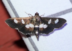 Desmia funeralis