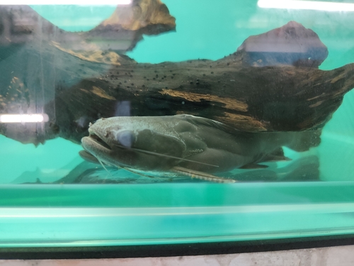 Black driftwood catfish (Trachycorystes trachycorystes) — Auchenipteridae — 3