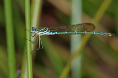 Austrolestes cingulatus