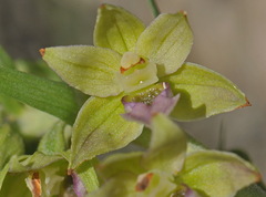 Epipactis helleborine tremolsii