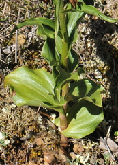 Epipactis helleborine tremolsii