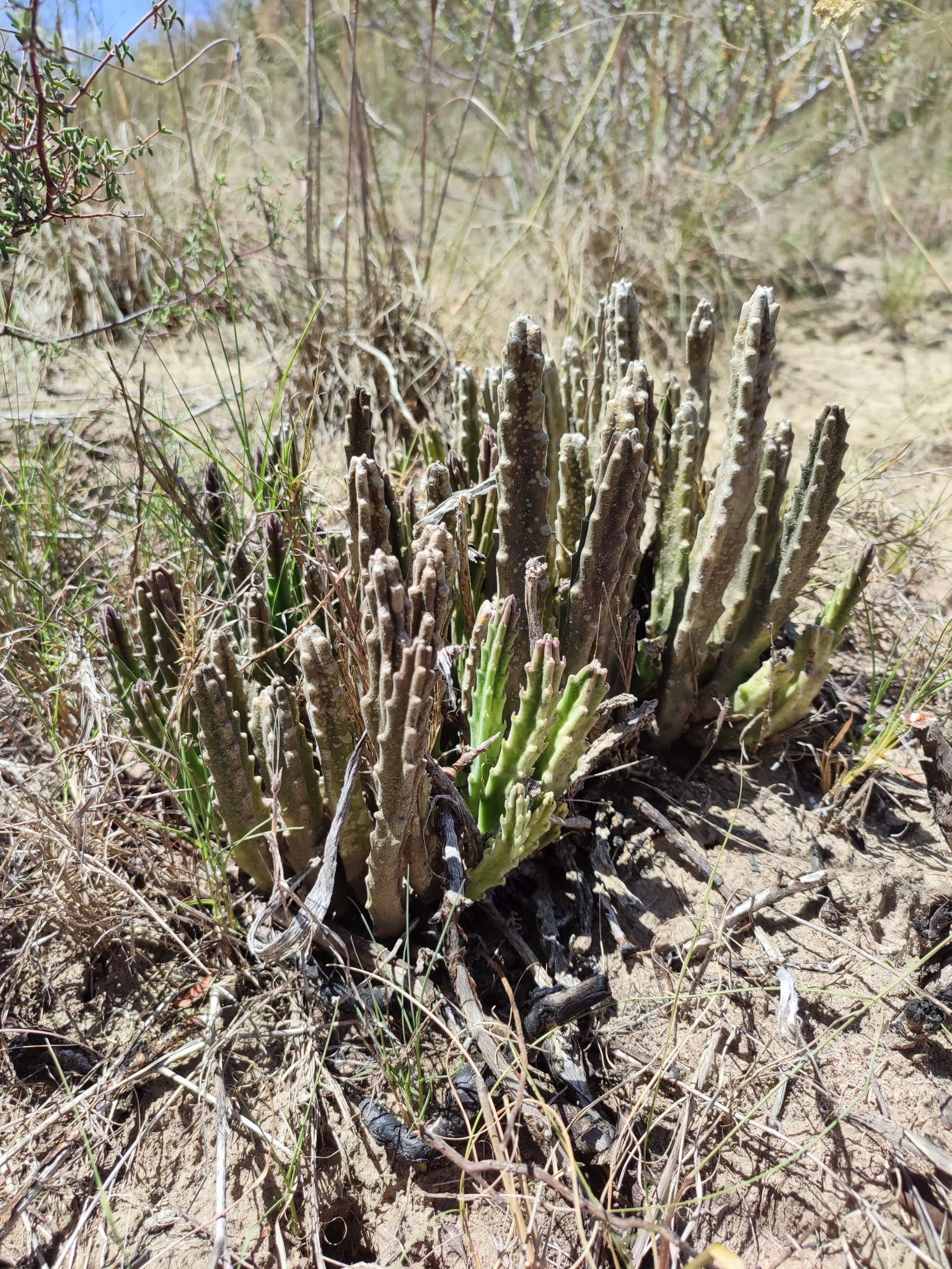 Imagem de Flor-cadáver